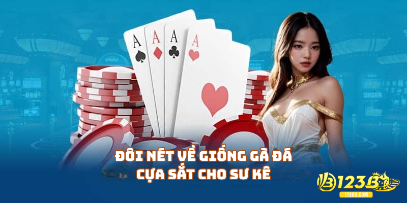 Đôi nét về giống gà đá cựa sắt cho sư kê