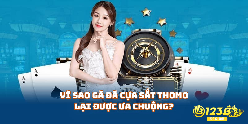 Vì sao gà đá cựa sắt Thomo lại được ưa chuộng?